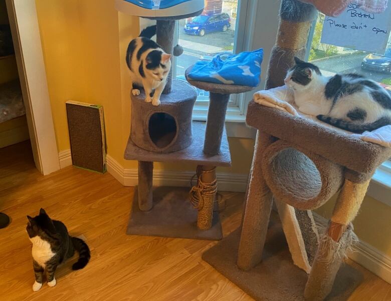 Three cats relax around a play structure.