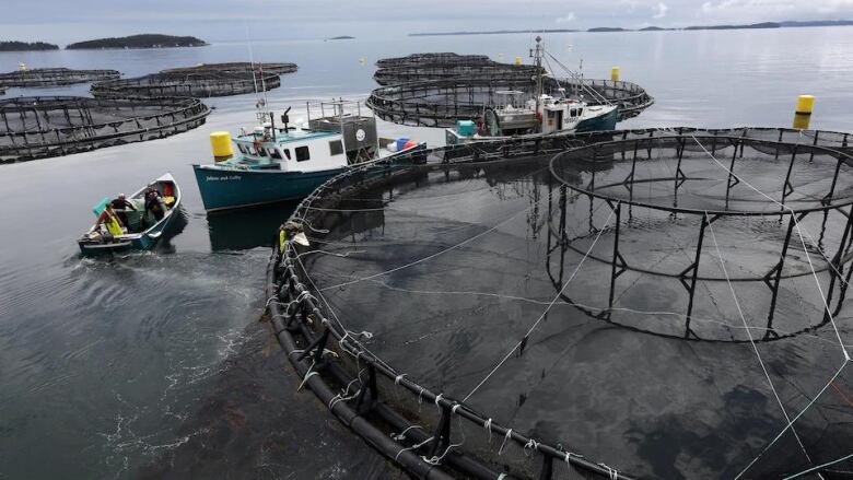 Fish nets in the ocean