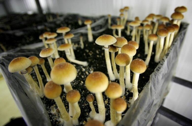 A photo of magic mushrooms growing in a farm.