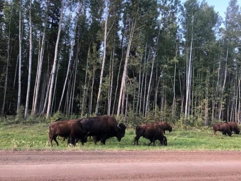 A pack of bison graze on grass near the edge of a forest.