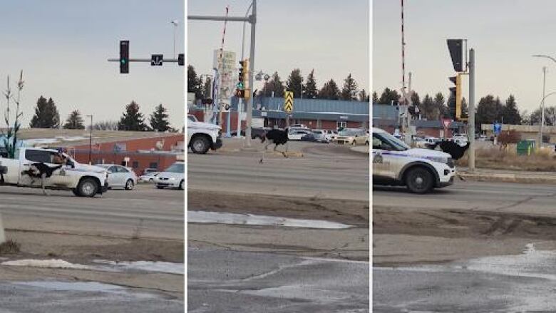 An ostrich is pictured running through the streets of Taber.