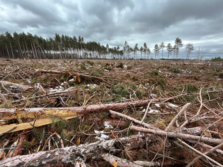 A large clear-cut area.