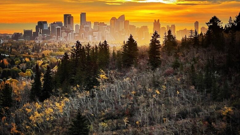 A picture of the Calgary downtown in the background, lit with a golden hue. 