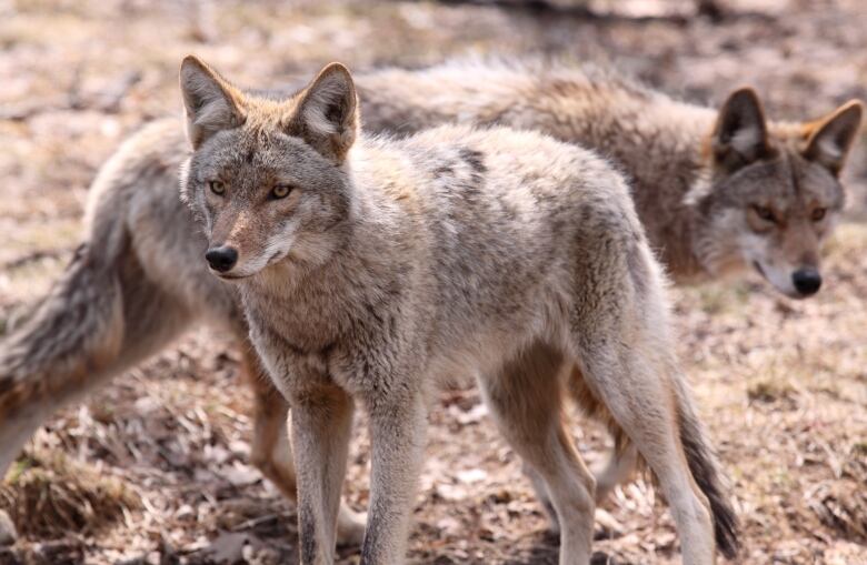 A closeup of two coyotes, one in front of the other, in an outdoor area with matted grass and dead leaves on the ground.