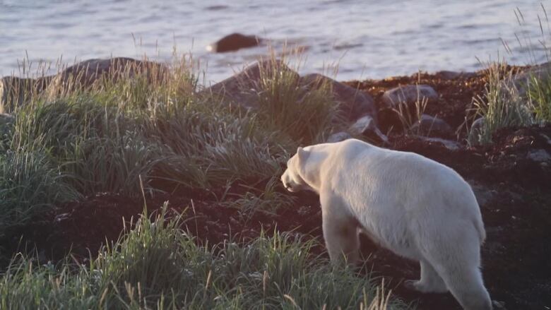 A polar bear looking towards a body of water.