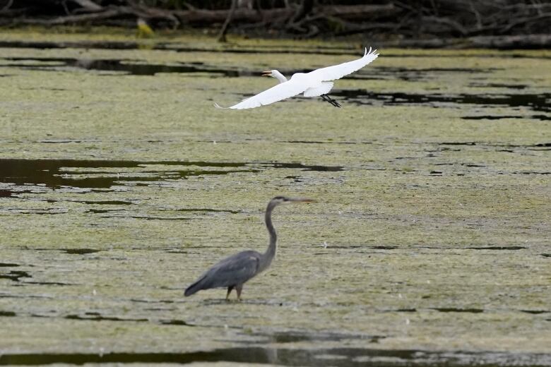 A large white bird flies over a large greyish-blue bird that's standing in algae-covered water. 