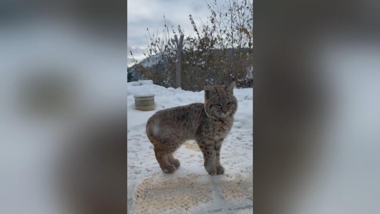 A cat scowls in the snow.