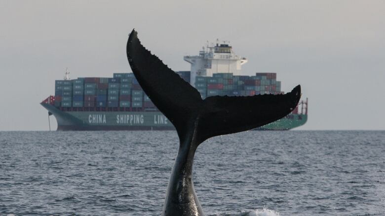 Researchers are asking boaters to pay extra attention given a resurgence of humpback whales.