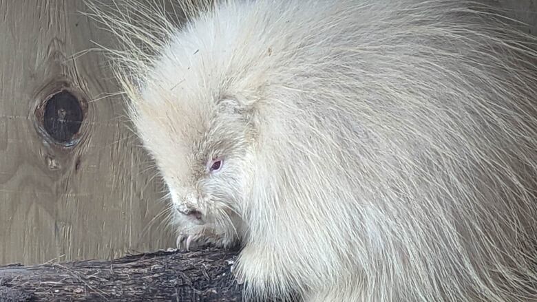 An all-white porcupine is framed against the backdrop of a plywood enclosure.