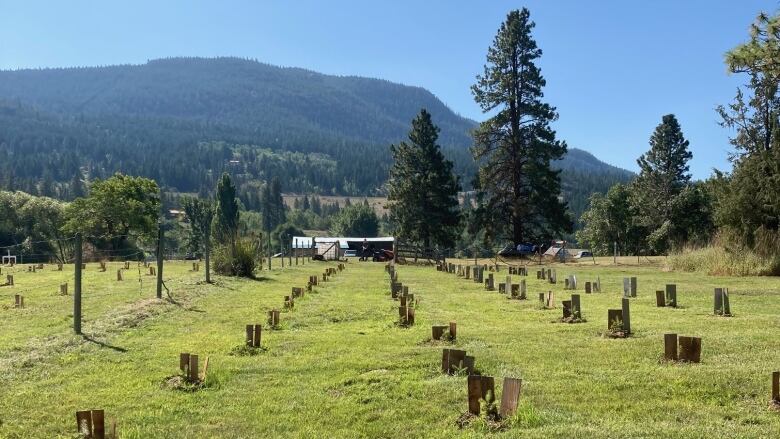 Young trees are shown in a golden-green field against the backdrop of a mountain and blue sky.