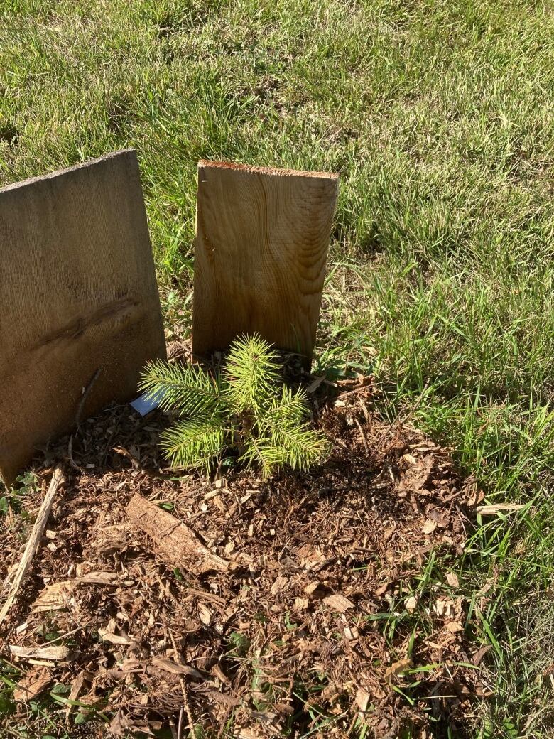 A tiny tree with green needles is shown on a small dirt patch with pieces of wood around it.