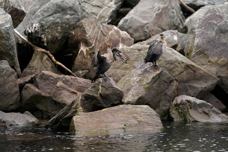 Two double-crested cormorants dry their wings on shoreline rocks lining the Anse-a-Beaufils warf at Perce, Canada