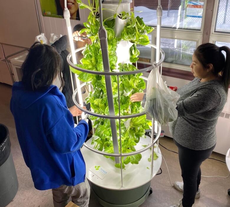 A hydroponic greenhouse was installed at the school in Behchok last year.