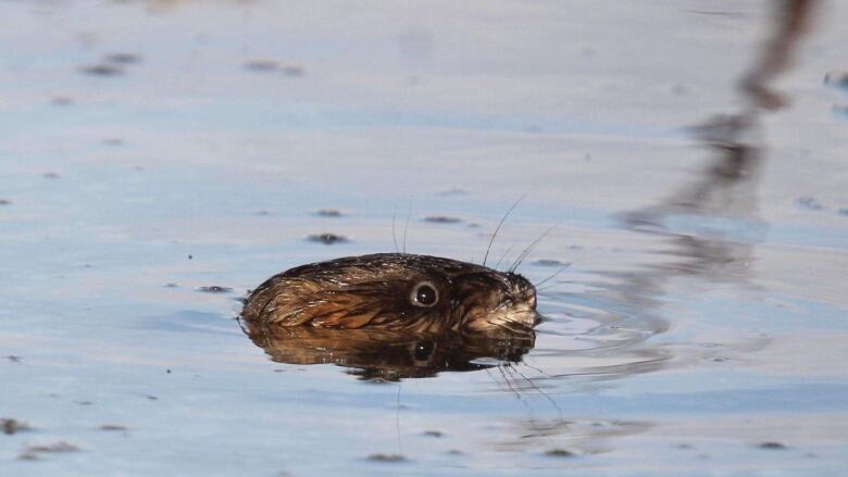 A beaver's head pops up out of the water. 