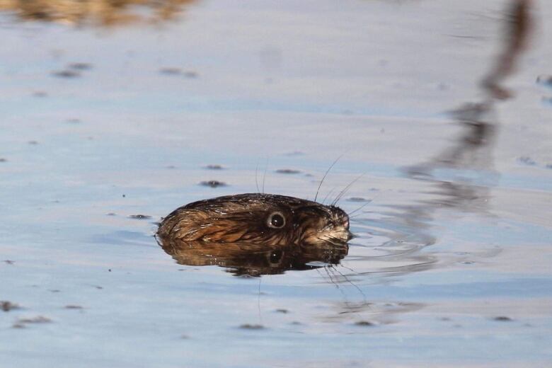 A beaver's head pops up out of the water. 