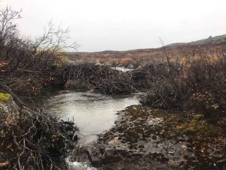 Small bushes and plants grow alongside a river. 