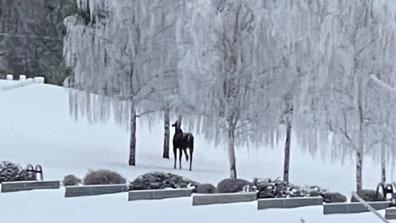 A long-distance shot of a moose missing half a leg eating part of a tree branch on a snowy day.