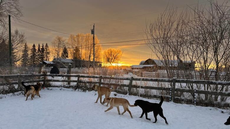 Several dogs wander around inside a fenced area outdoors in a farm, with snow on the ground.