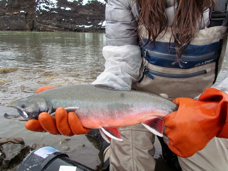 Person kneeling at the edge of a river, wearing hip waders and red gloves, holds up a Dolly Varden fish. The fish is mostly grey, with a light red belly and red spots. 