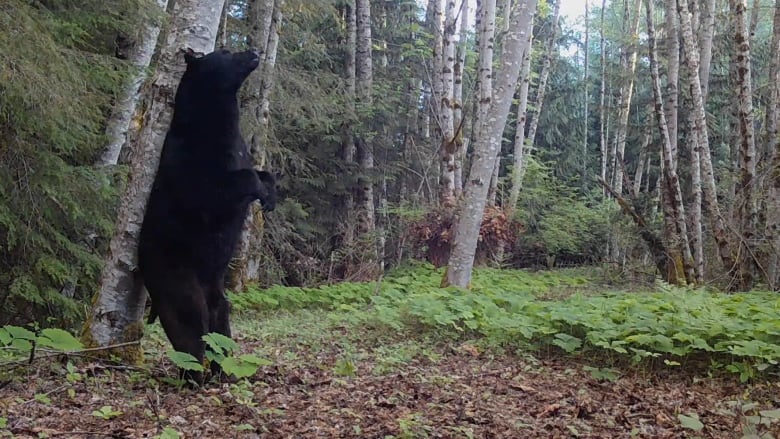 A black bear stands on its hind legs and rubs its back against a tree.