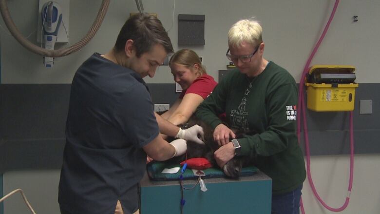 Three people hold down a dog during a blood transfusion.