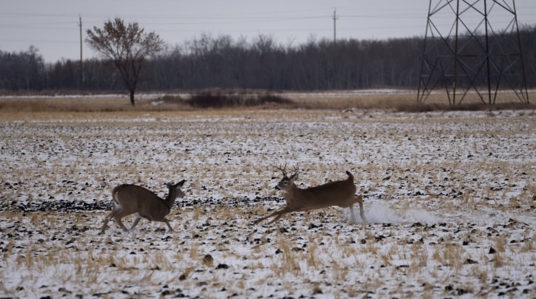 Two animals run in an open field.