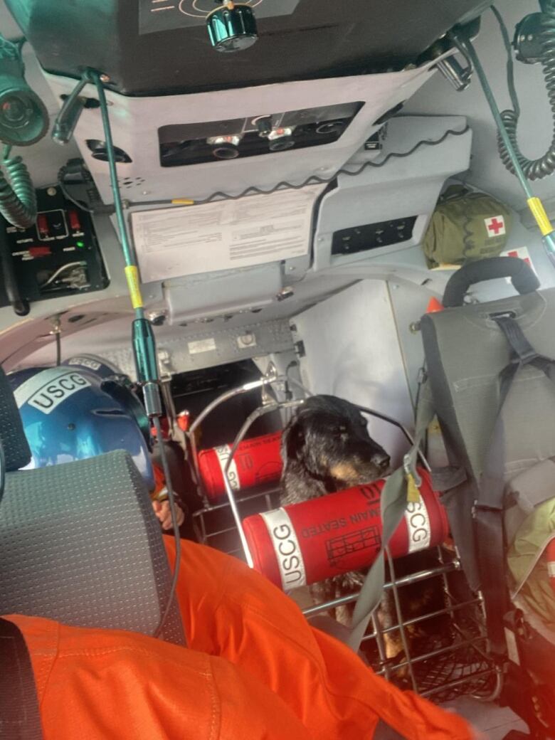 A black dog sits in a military helicopter.