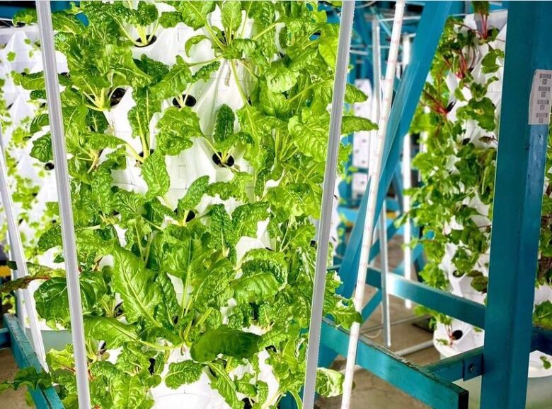 Vegetables grow from a white tower in a warehouse