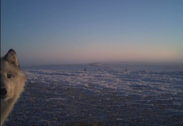 A photo of mostly barren tundra in the winter. On the left, half of the face of a wolf, with blood in its fur, can be seen looking into the camera.