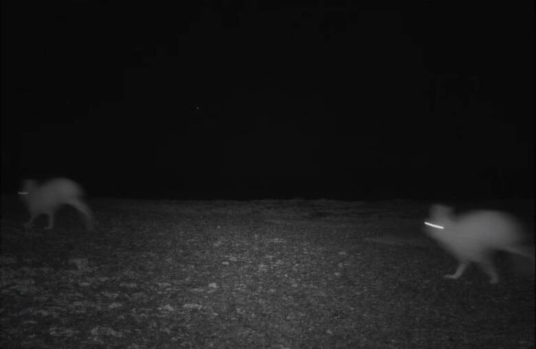 A black and white photo, taken in the dark, of two Arctic hare running by on the tundra. The ground is grey, the background is pitch black, and the hares are somewhat blurry white shapes  with bright, reflecting eyes.  