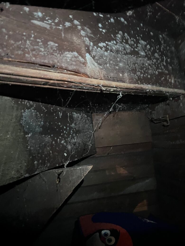 Mould is seen growing on the wooden beams of a basement.