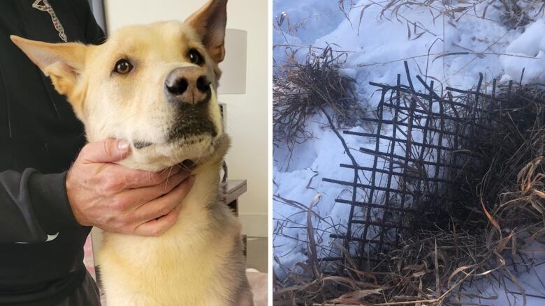 The image on the right shows a husky mix with short cream-colored fur. The photo on the right shows a rusted piece lattice rebar sticking out of the dead grass and snow. 