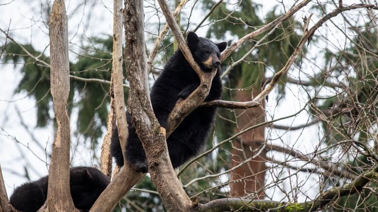 A black bear perches in a tree with its muzzle hanging over a fork in the tree branch.