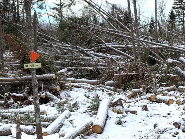 A photo of a group trees with more than half of them blown over to the left. In the foreground there are several chopped logs on the ground and a sign reading 