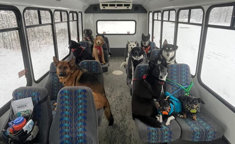 About a dozen dogs sit on seats inside a bus.