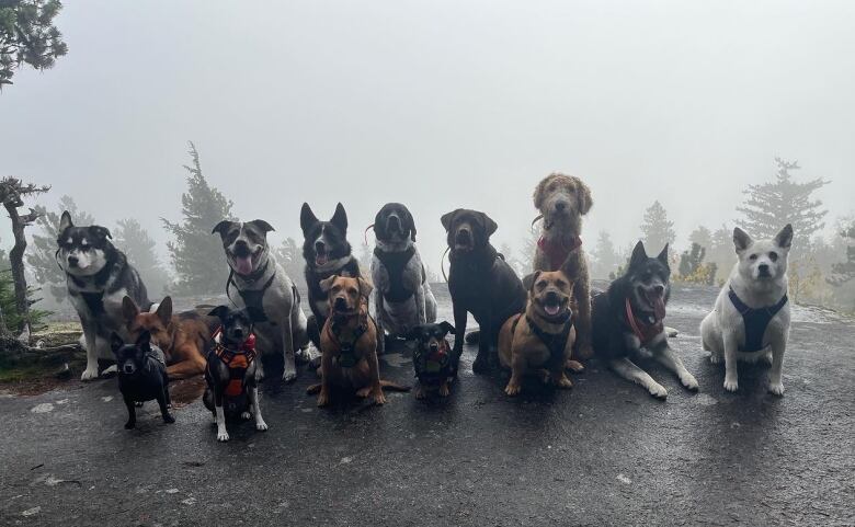 A dozen dogs sit in a group on a foggy hilltop, looking at the camera.