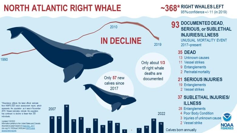 a graphic shows an adult and baby right whale, surrounded by statistics.