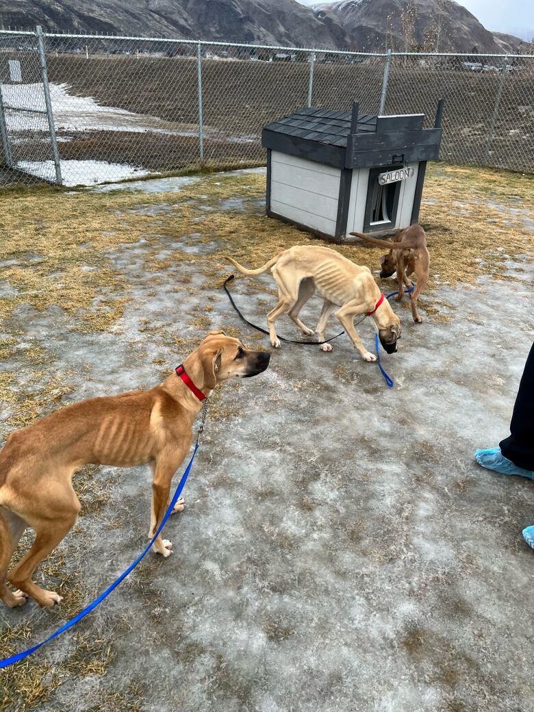 Three extremely emaciated dogs are seen standing in a fenced backyard on top of a thin layer of ice.