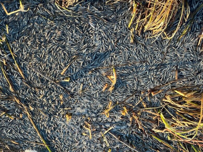 hundreds of fish float on the surface of the water. there is some grass and sticks mixed in with them 