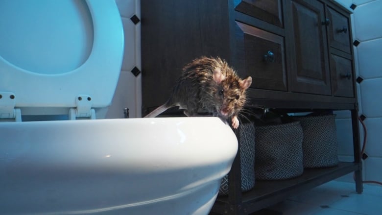 A damp rat stands on the rim of a toilet bowl. 