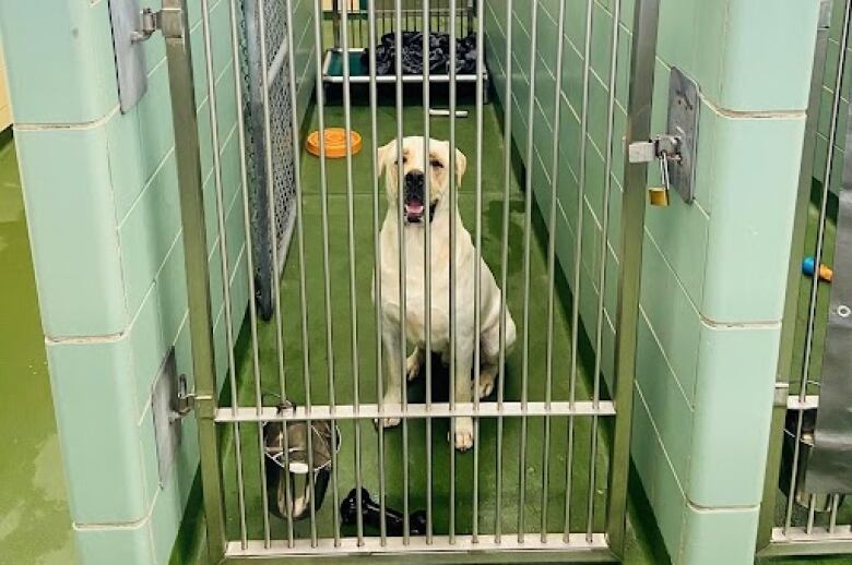 A blond dog is seen behind bars in a kennel.