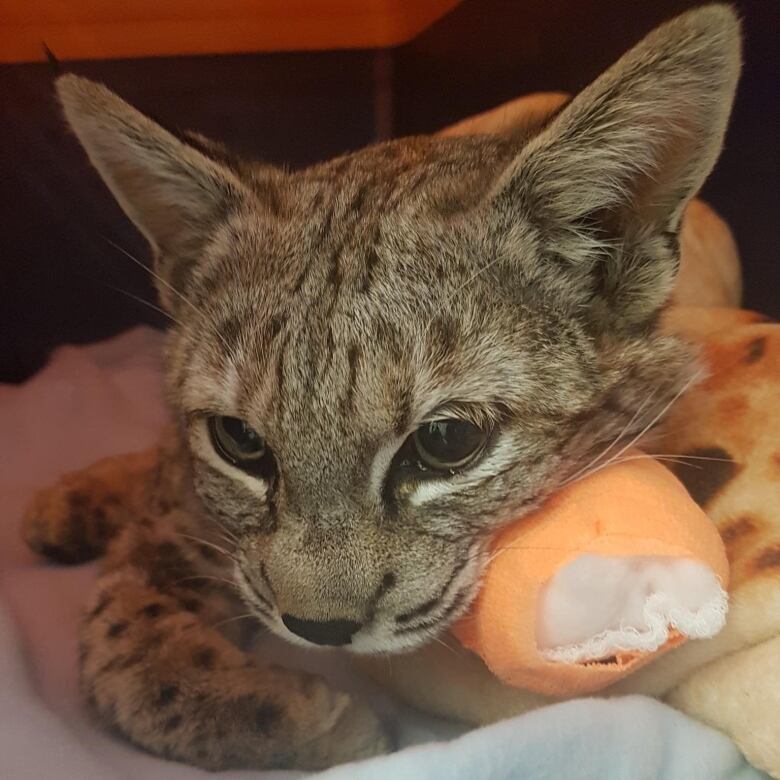 a bobcat with a little orange cast laying down