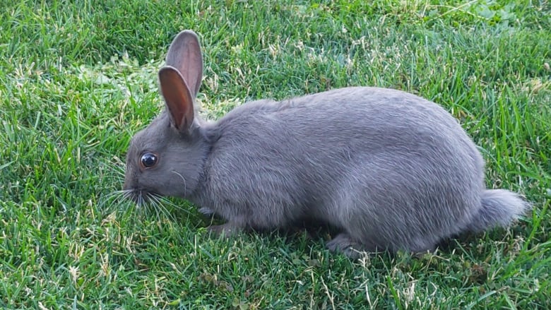 A grey rabbit is pictured on a patch of grass.