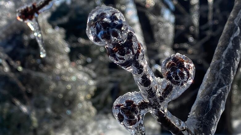 A branch with buds is encased in ice from freezing rain.