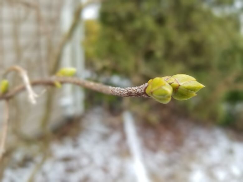 A lilac branch with three green buds is shown.