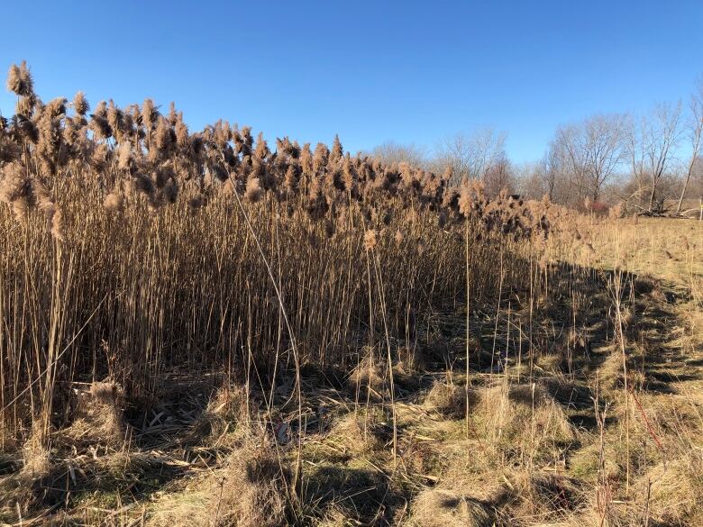 A field of wheat-looking plants. 