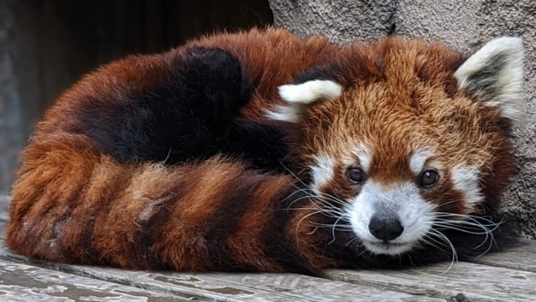 A small, whiskered animal covered with reddish fur, a ringed tail is curled up on a grey wood floor. It has white, tuft ears and a furry white nose.