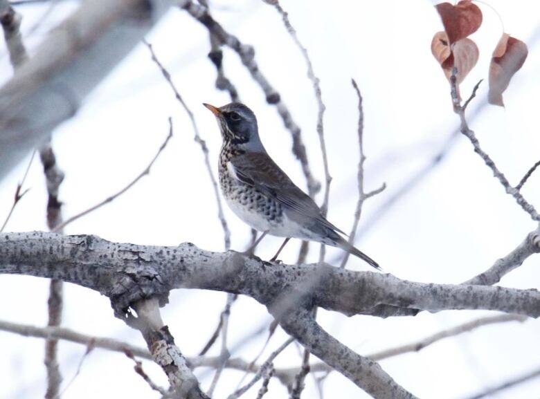 A small speckled bird perches on a branch against a white background.