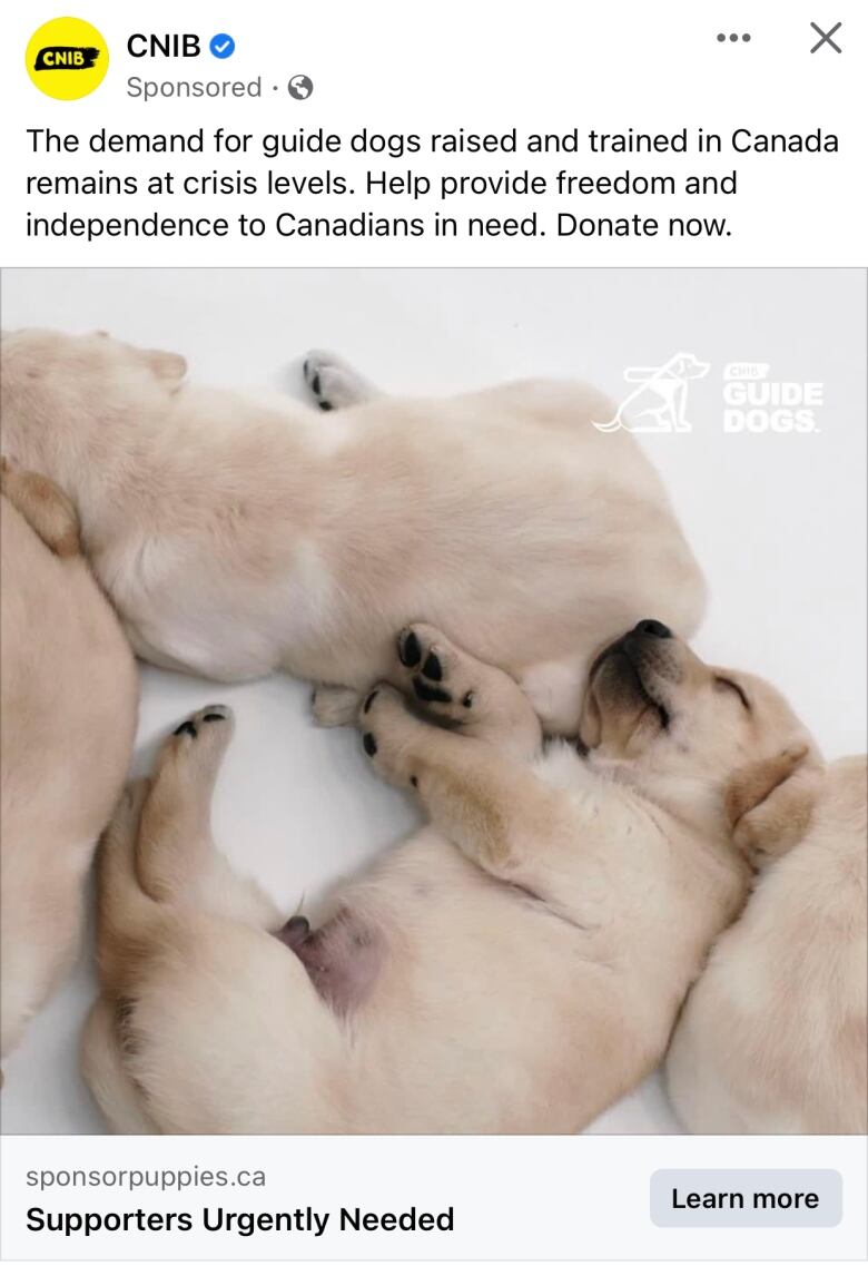 Puppies roll around. A CNIB advertisement in January 2023 said 