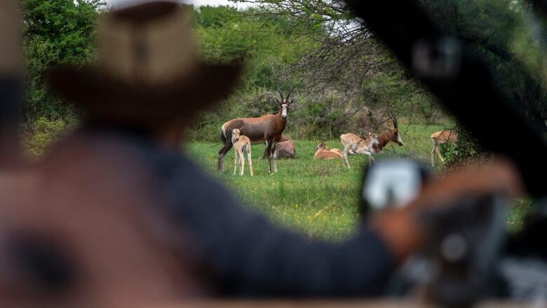 A man looks out the window of a truck at impalas.